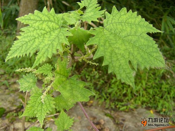 有一种植物叫豁麻与我们"不共戴天"